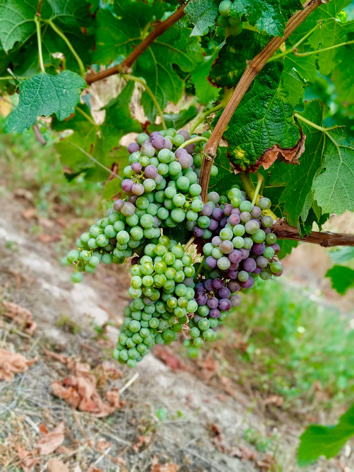 Why some grapes turn purple before others during Veraison