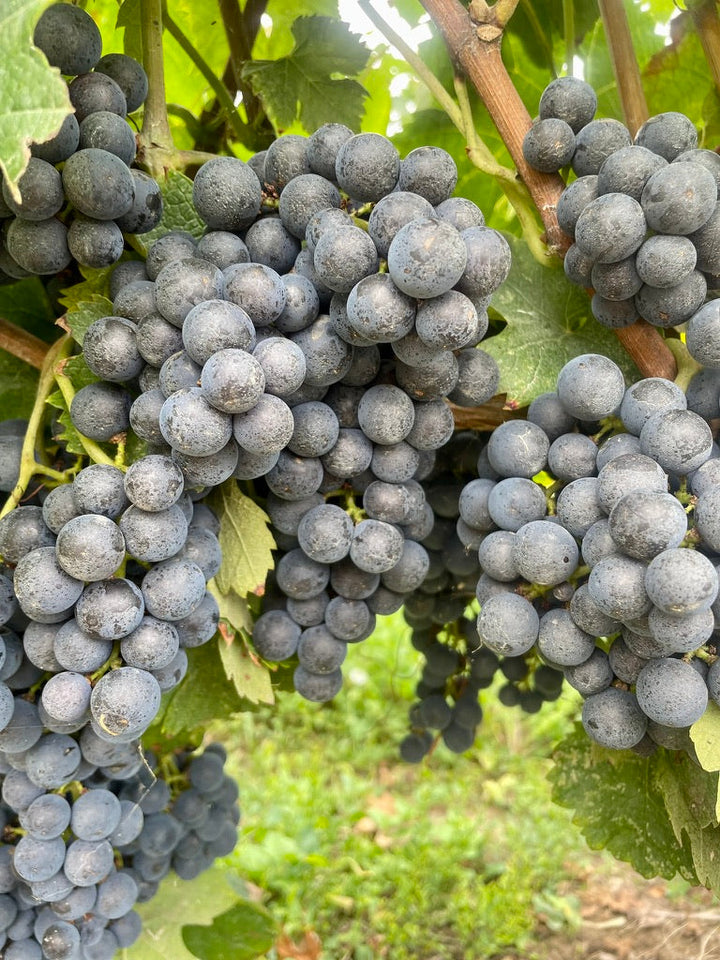 The grapes behind Bordeaux red wine: what’s in your glass?