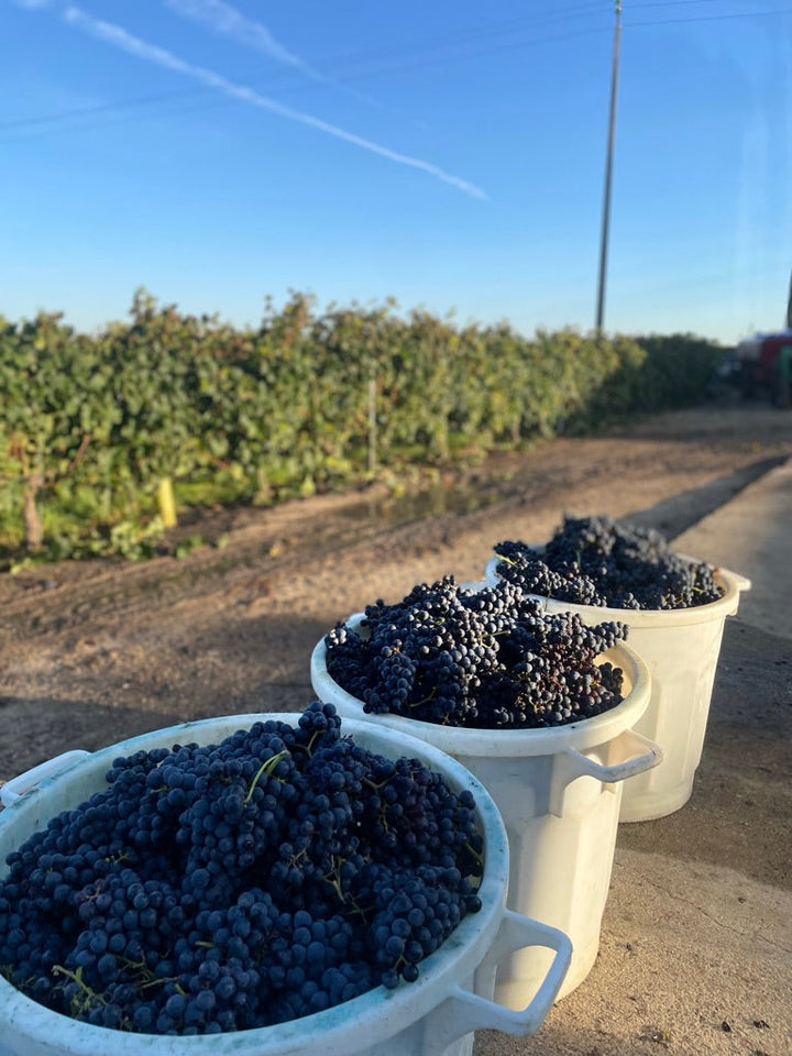 2023 Harvest at Château Canon Chaigneau – Lalande-de-Pomerol