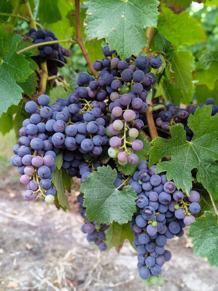 Veraison and its significance for winegrowers in Lalande de Pomerol