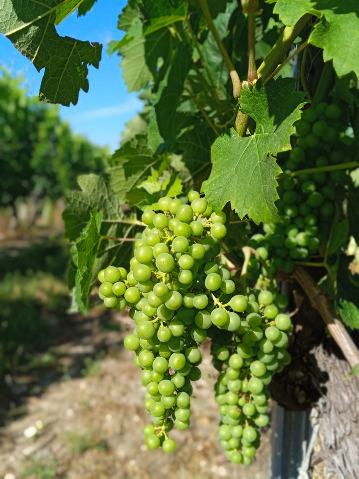Leaf-Thinning in Summer: why we do it (and how)