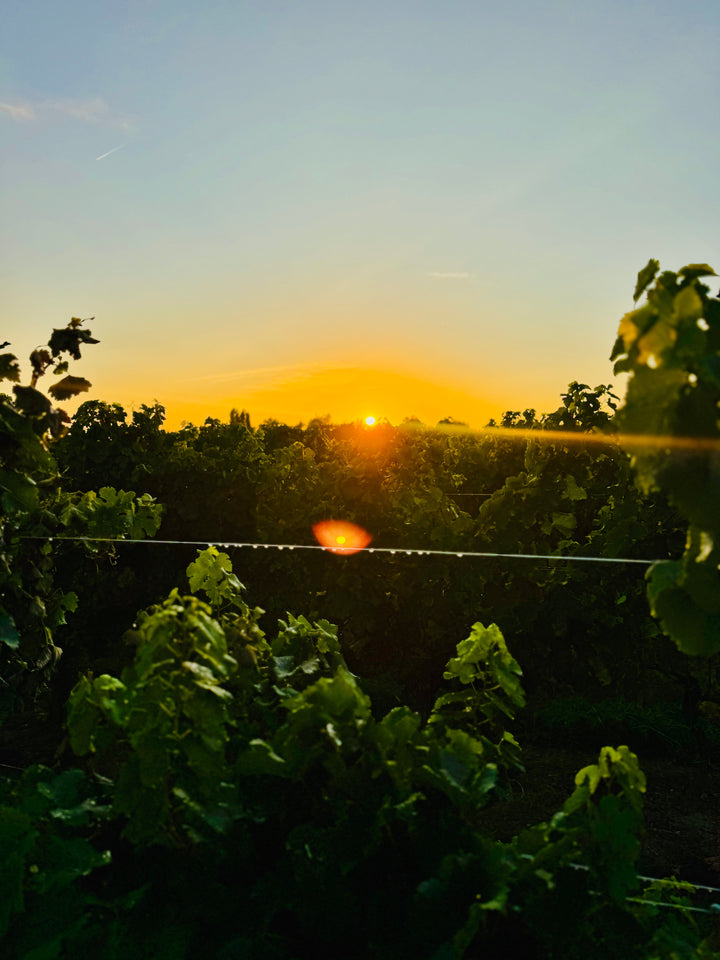 How Weather impacts the grape Harvest and Winemaking