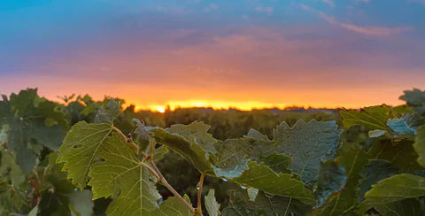 Hot Summers & cool soils: Château Canon Chaigneau’s 2022 & 2003 Vintages